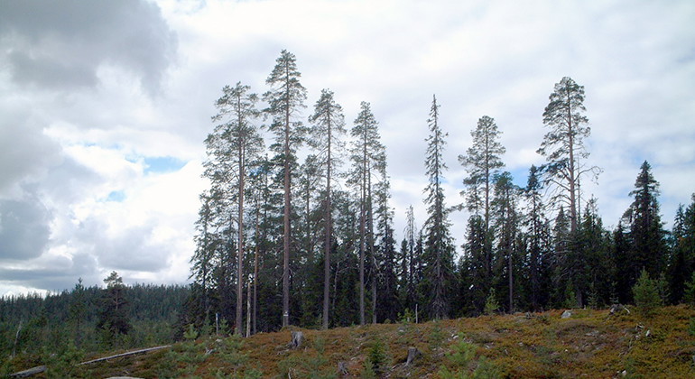 Kimkatjåkkå.