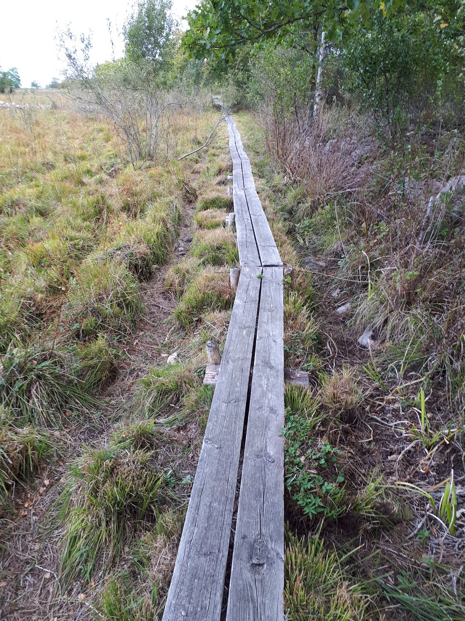 Spång längs leden