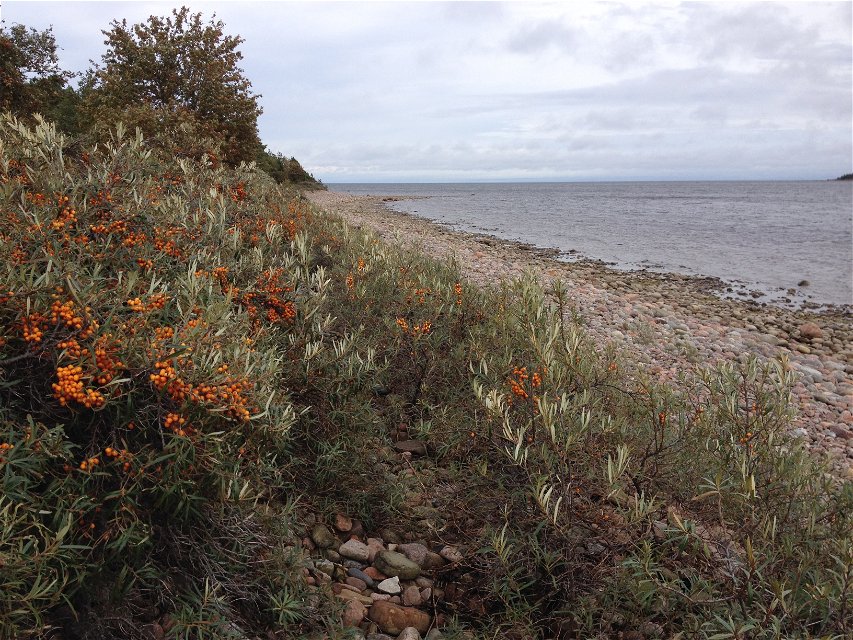 Närbild på buskar med mängder av orange bär. Buskarna står på en stenig strand vid havet. 
