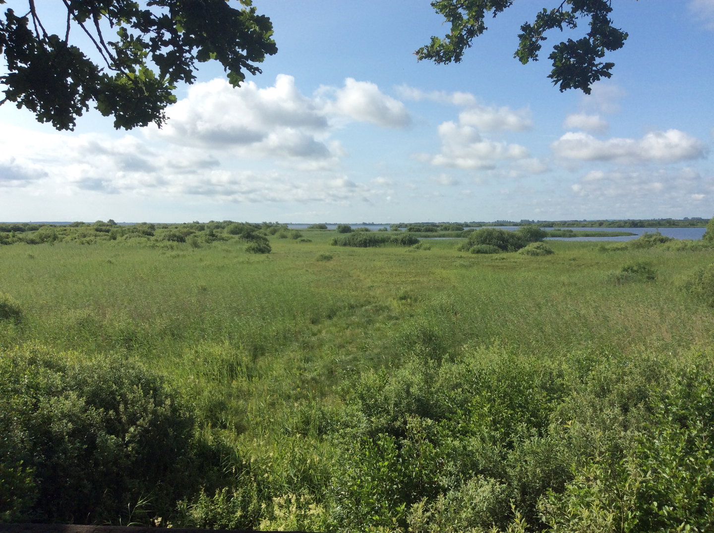 Utsikt från fågeltornets övre plattform.