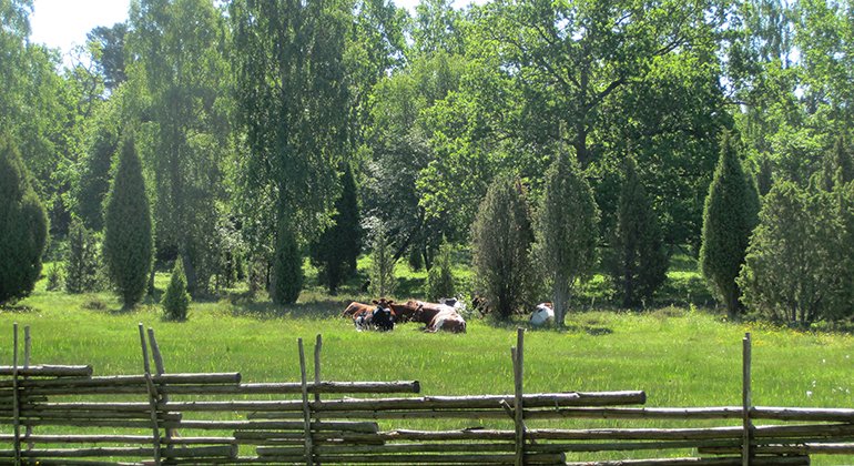 Vilande kor i betesmark bakom trägärdsgård