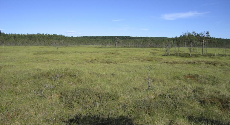 Ställbergsmossen.