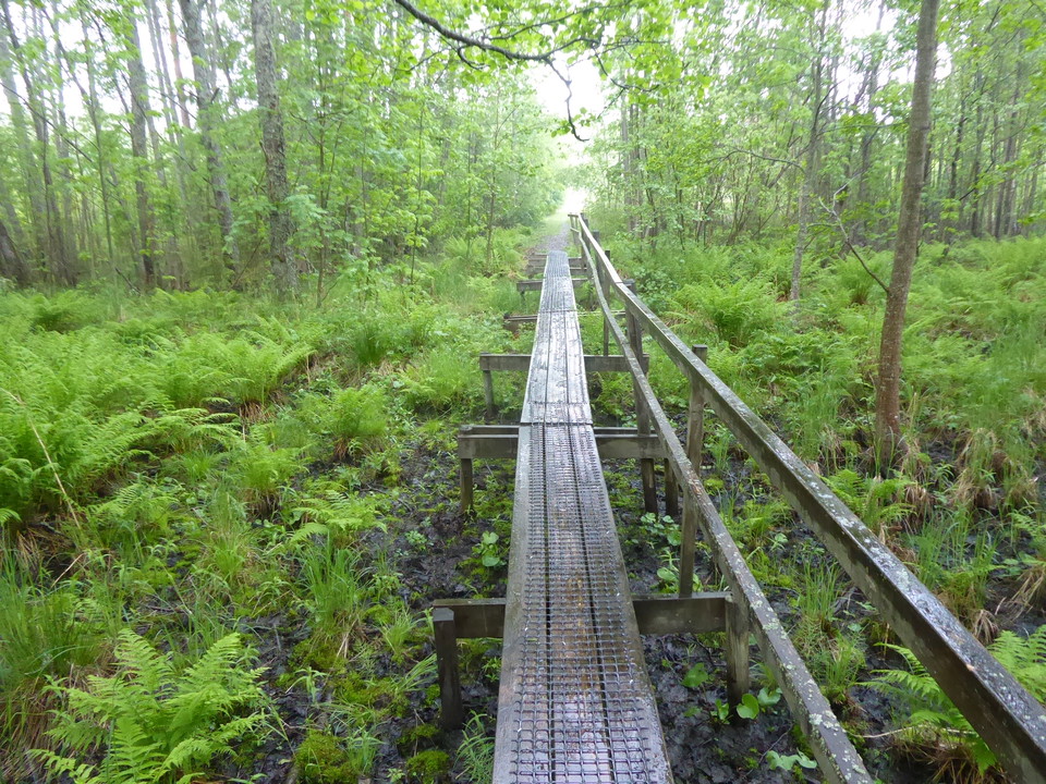 Spångad del av vandringsleden på Getgars udde