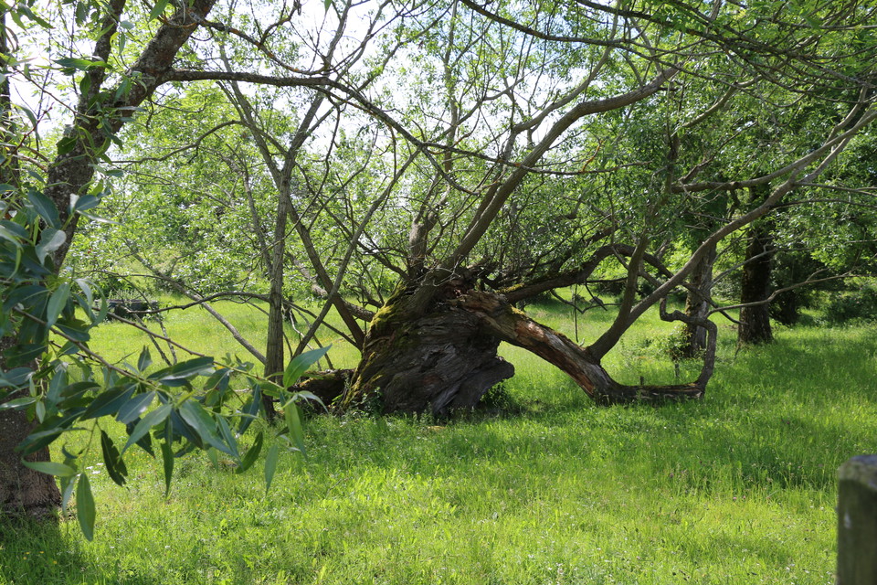 Gammalt träd som vridit stam och grenar åt alla möjliga håll.