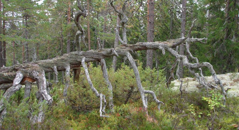 Gammel vriden tall i Björnåsens naturreservat.