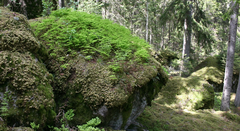 Ycke, Naturreservat