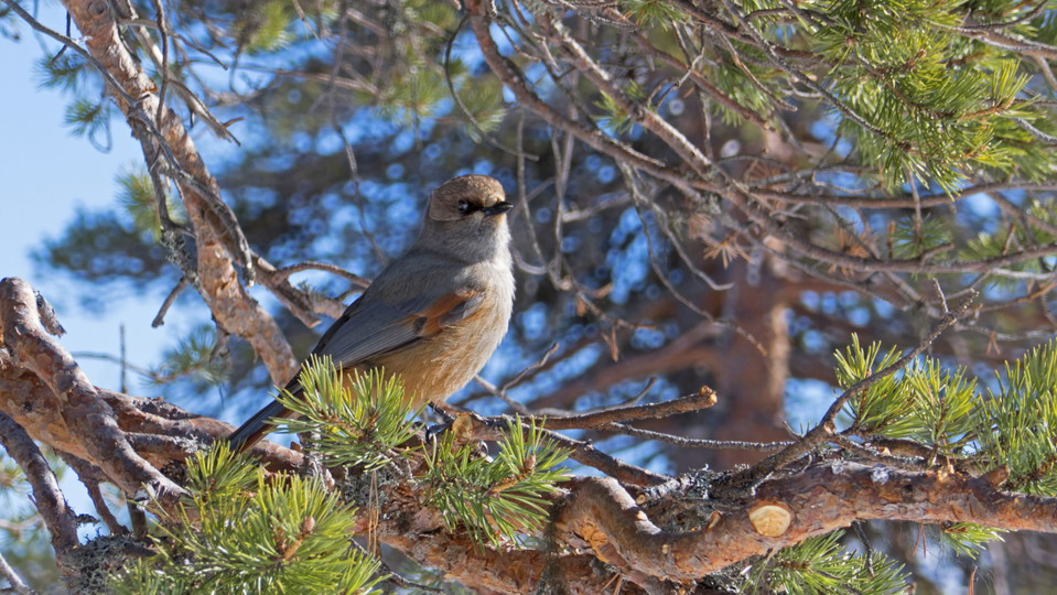Siberian Jay.