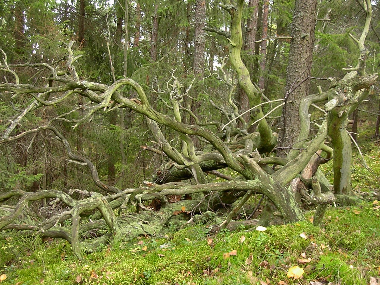 Gammal skog mot Askrikefjärdenoto Lidingö stad.