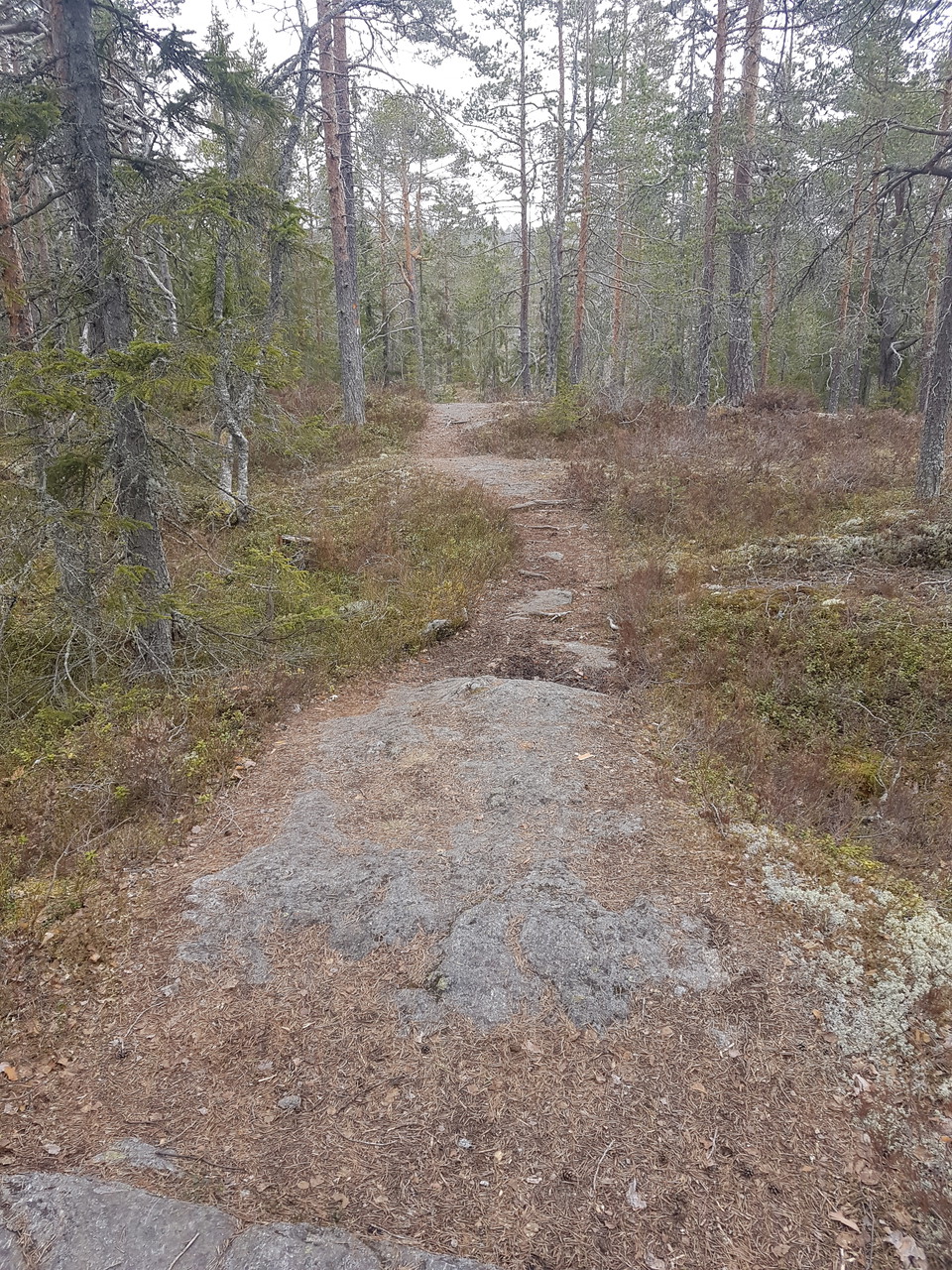 Skogsstig över berghällar