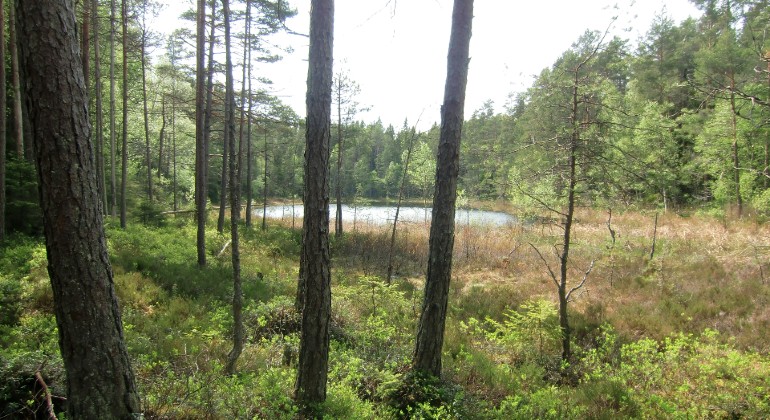 Ett tjärn.