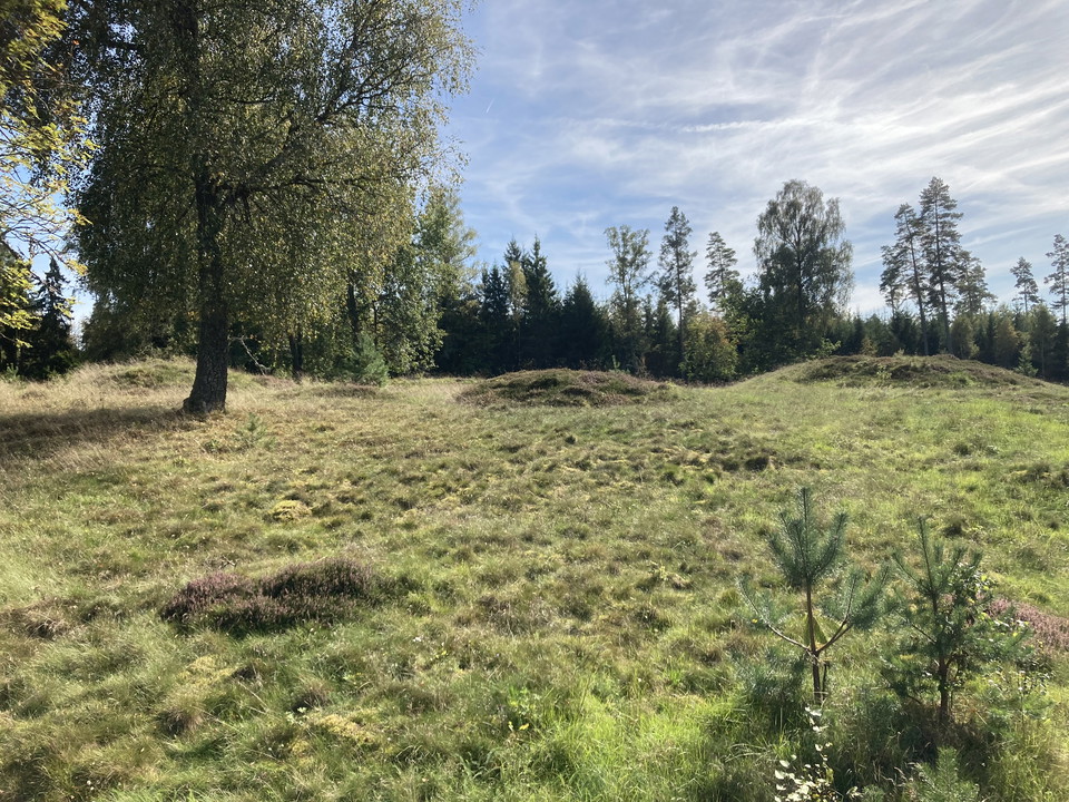 Gräsbevuxna gravhögar