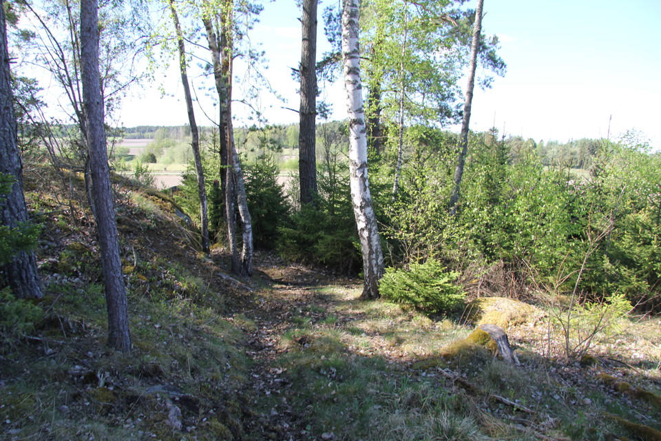 Stig genom skogen som leder till klipphällar med hällristningar.