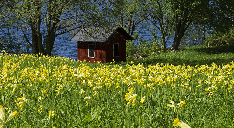 Gullvivor framför badstuga. Foto Johan Bohlin.