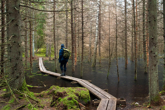 En person med stor ryggsäck på ryggen går på en smal träspång. Spången gör över en vattenfylld mosse.