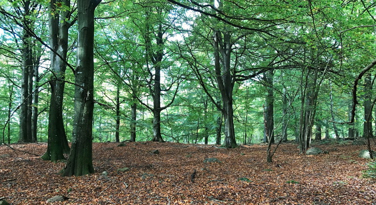 Bokskog.