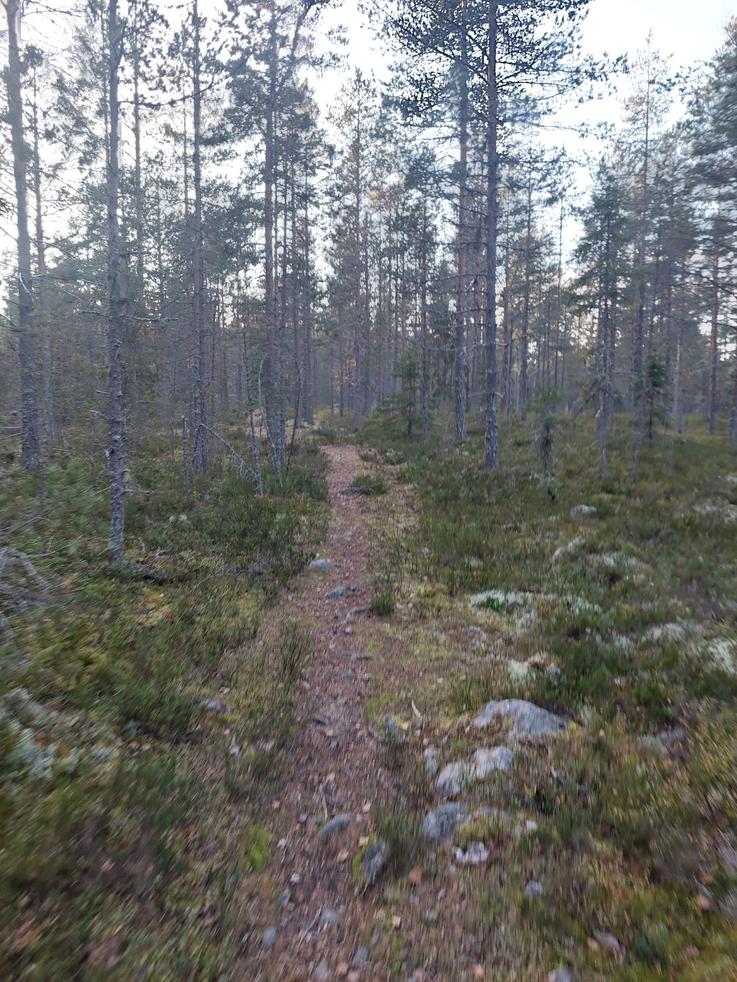 Stigen upp till stugan från öster