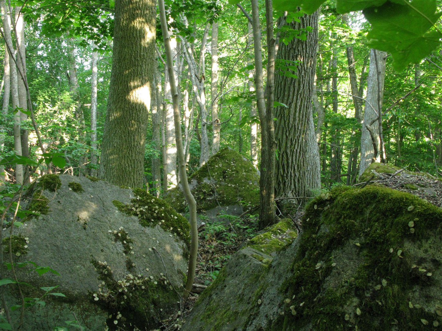 Tät skog med blockrik mark.