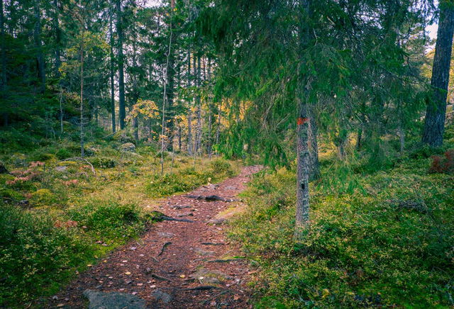 Boplats från stenåldern