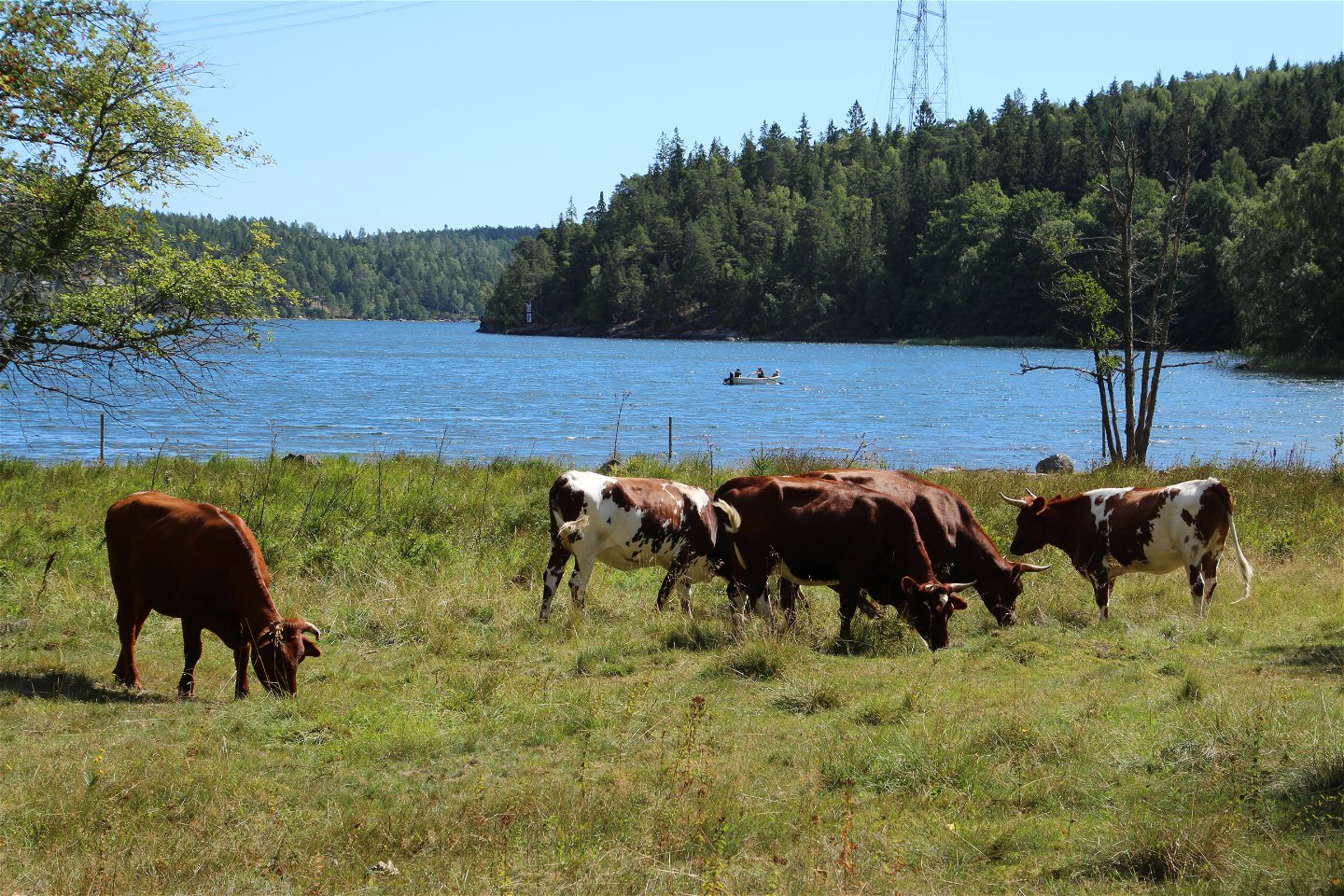 Kor betar hagarna kring södra viken på sommarhalvåret.