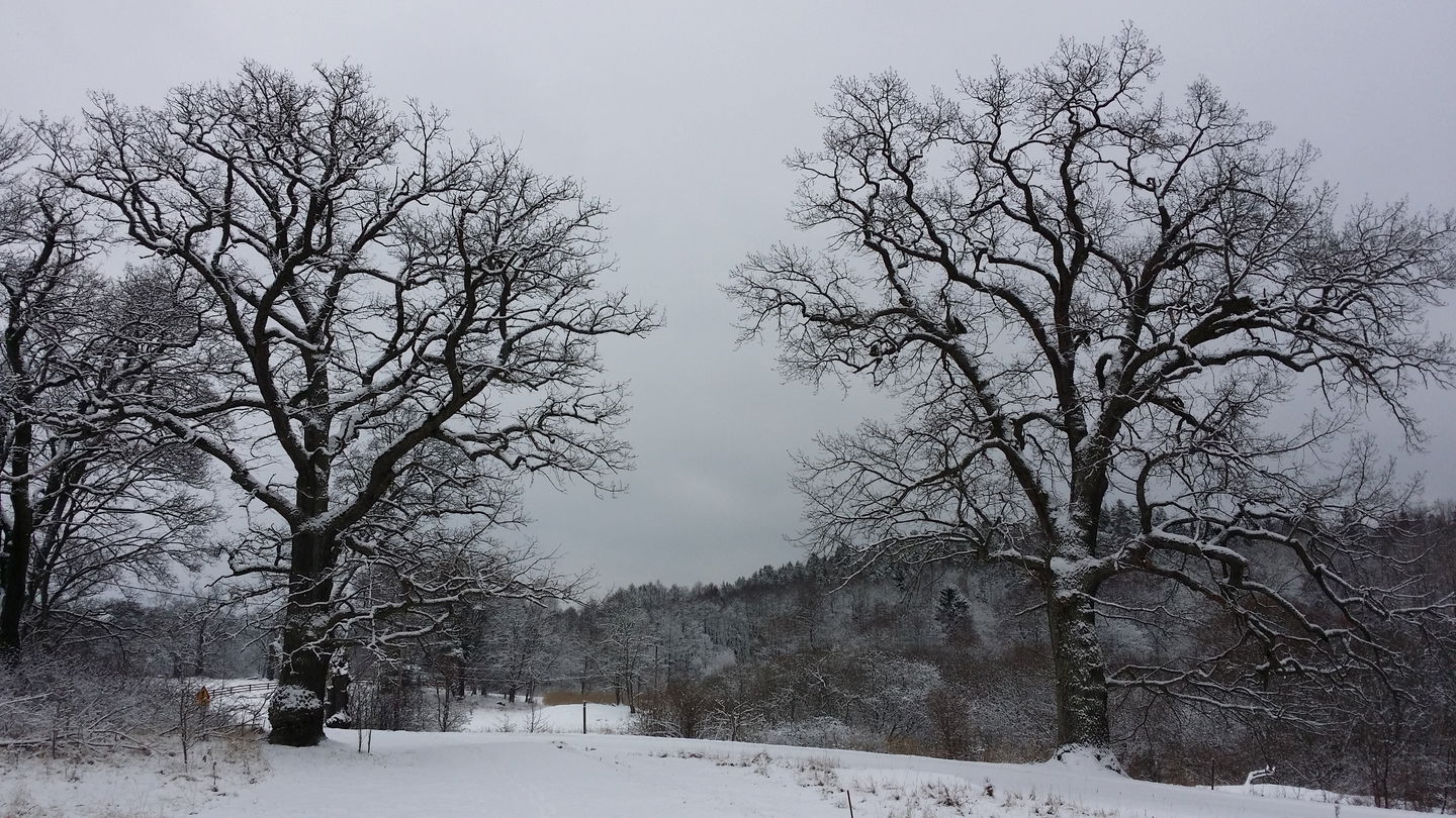 Ekar vid Ekholmsnäs. Foto Lidingö stad