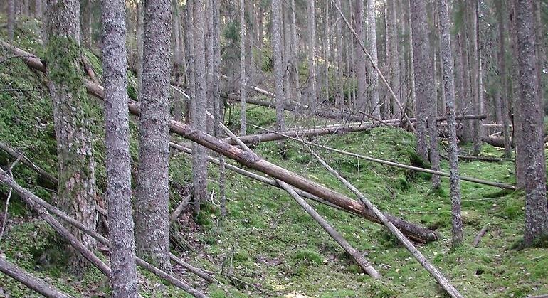 Granskog 
