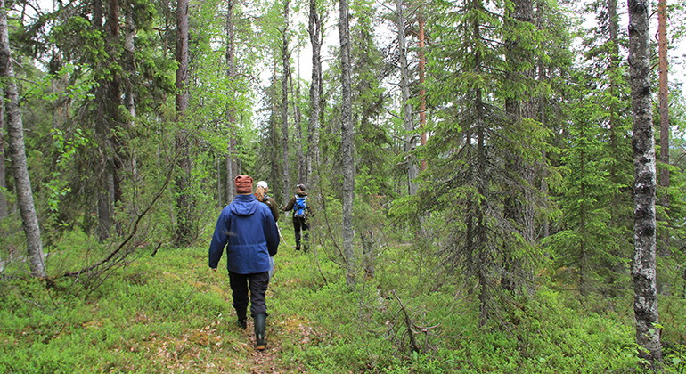 Människor som går på en stig i skogen.