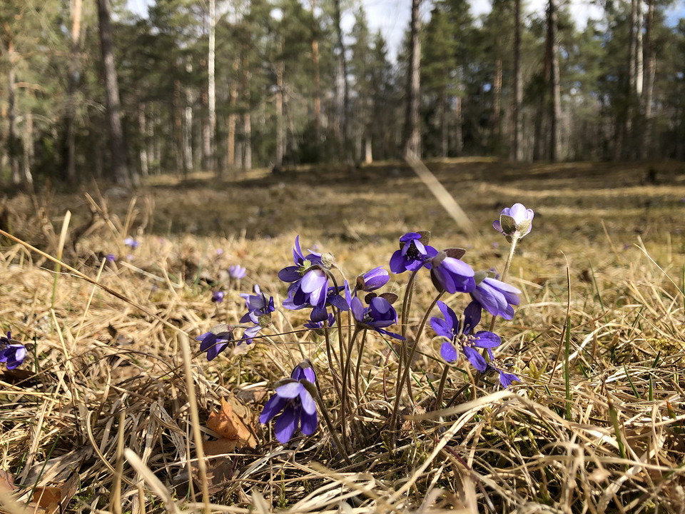 Blåsippor på ett fält.
