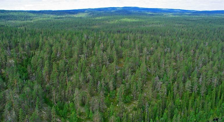 Hederna smyckas av en urgammal skog som gillas av många arter.
