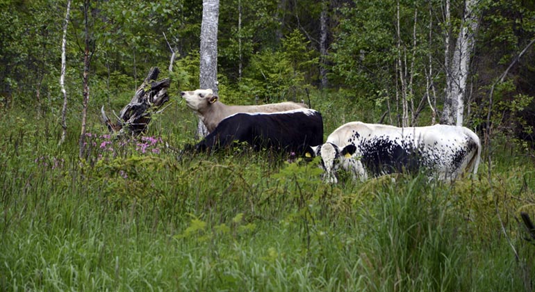Betande kor i Venakärret.