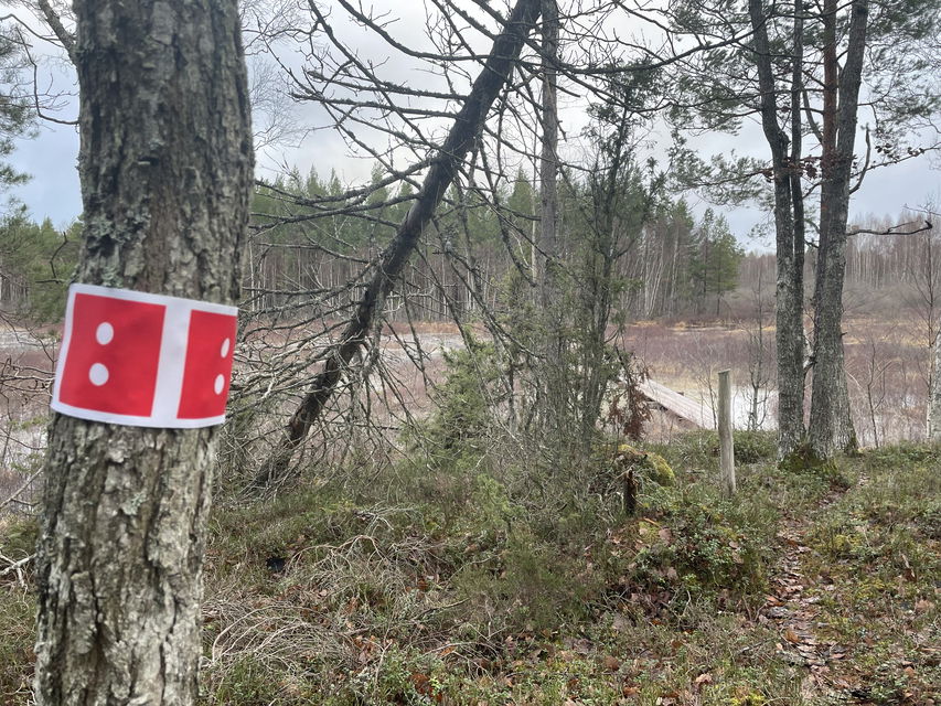 Ledmarkering på träd med en vandringsled i bakgrunden