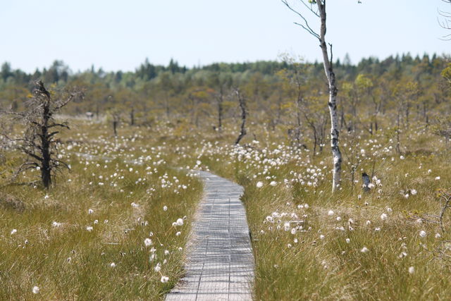 Kärnskogsmossen, Östgötaleden