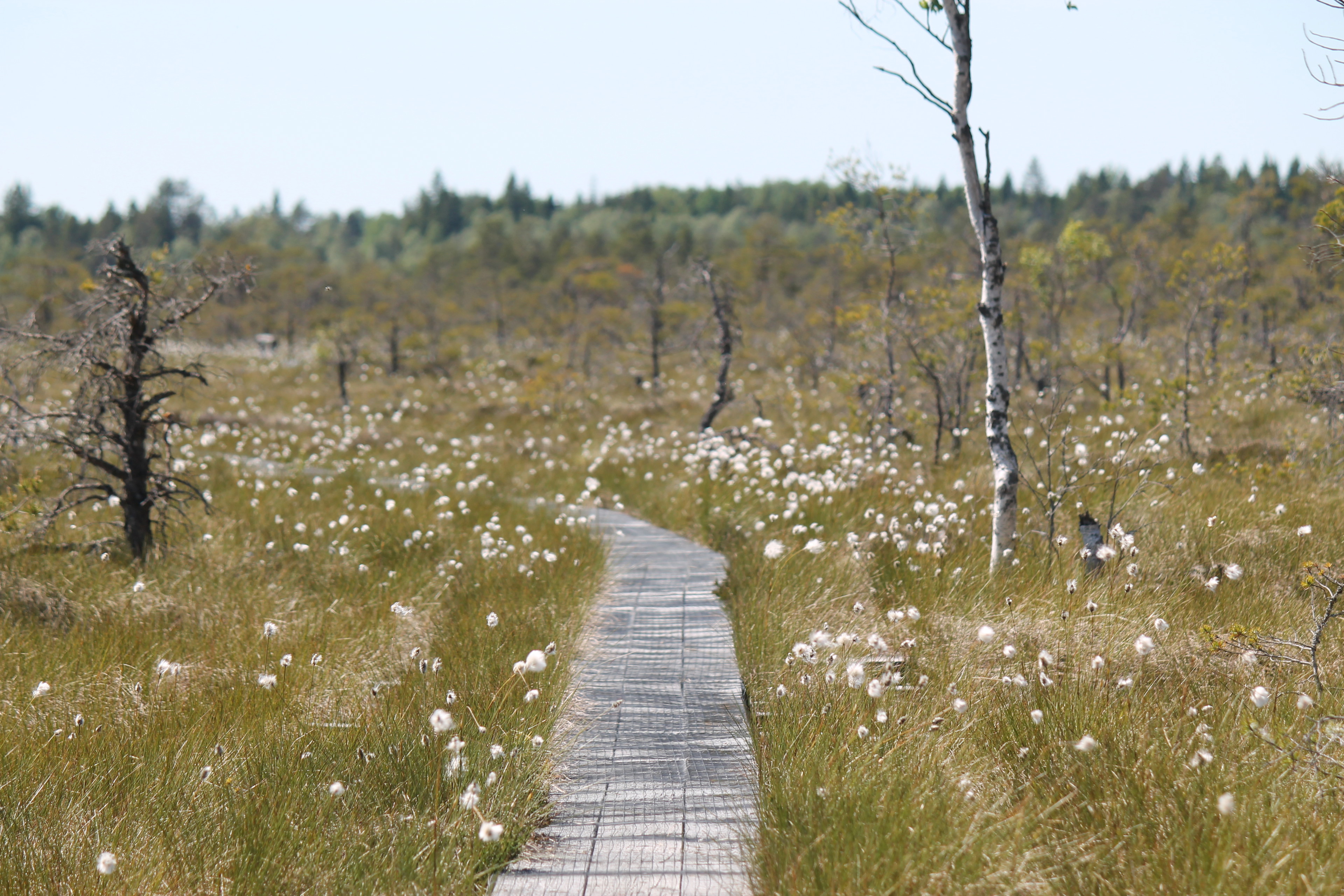 Kärnskogsmossen, Östgötaleden
