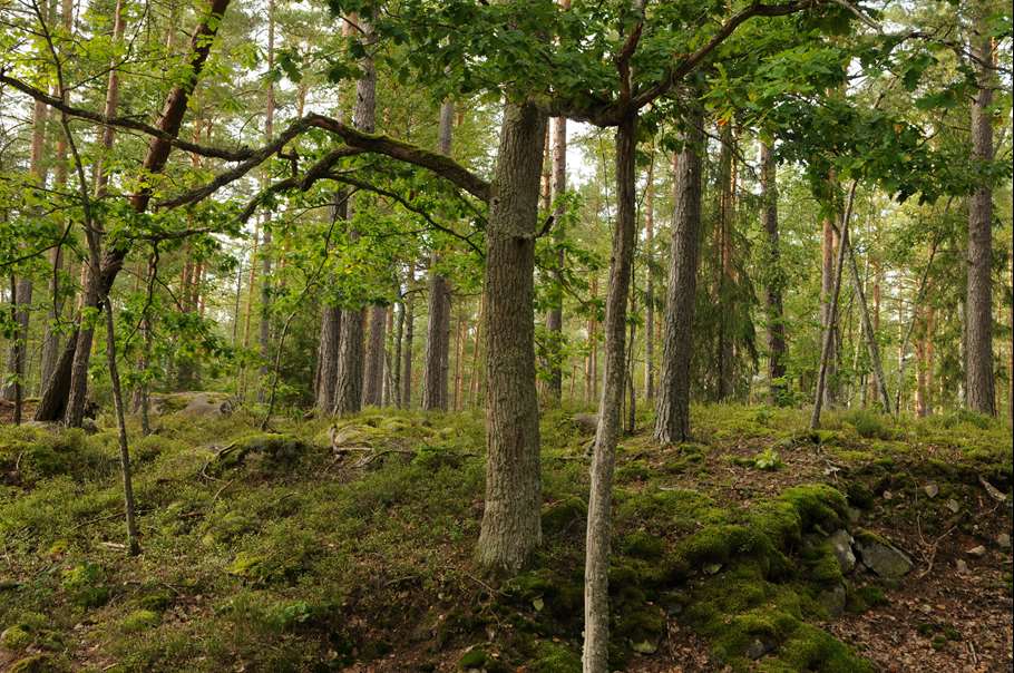 Bild: Sveaskog