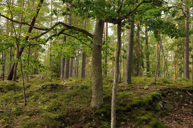 Ekopark Hornsö