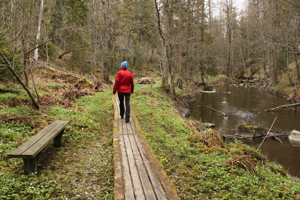 En person går på en träspång genom en dal. På ena sidan av spången står en sittbänk och på andra sidan rinner ett vattendrag. 