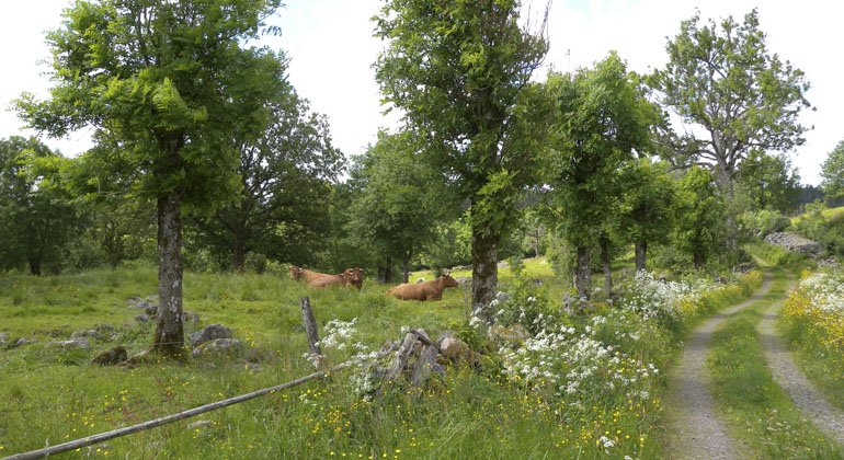 En stig i reservatet med en hage där det går kor bredvid.