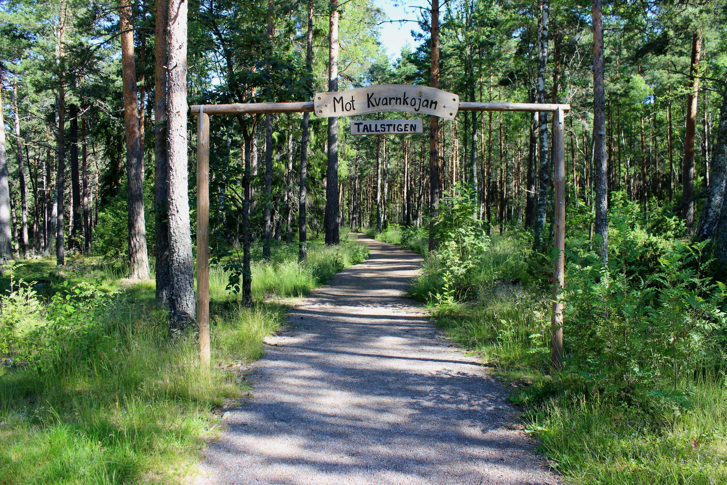 Hårdgjord gångväg med tät skog på båda sidorna.