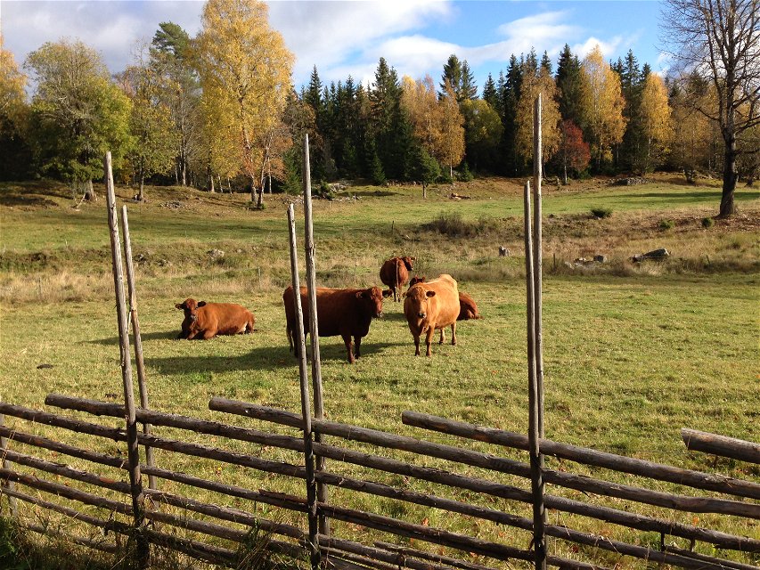 Gärdesgård i förgrunden där man ser en grupp kor som hjälper till med skötsel av betesmarken.