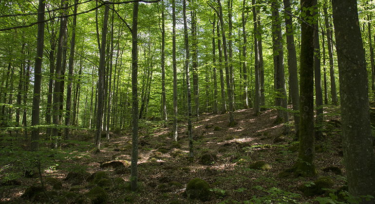 Bokskog.