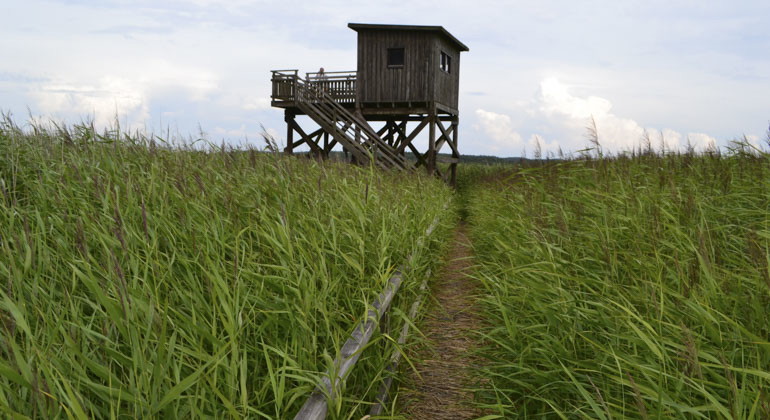fågeltorn 