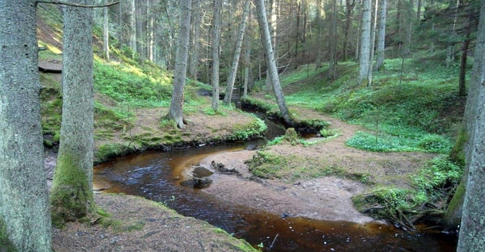 Slingrande bäck i Getåravinens naturreservat
Norrköping