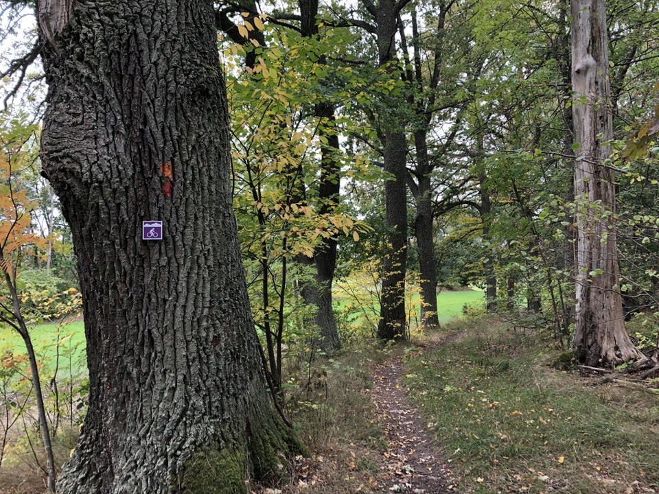 Cykelled markerad invid lindskogen.