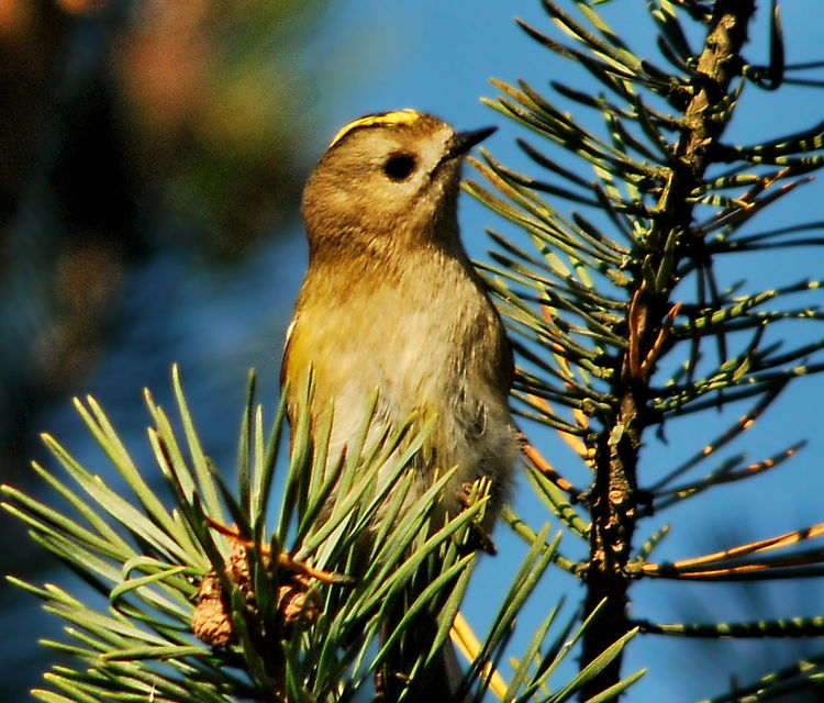 Fotograf: Tobias Ivarsson