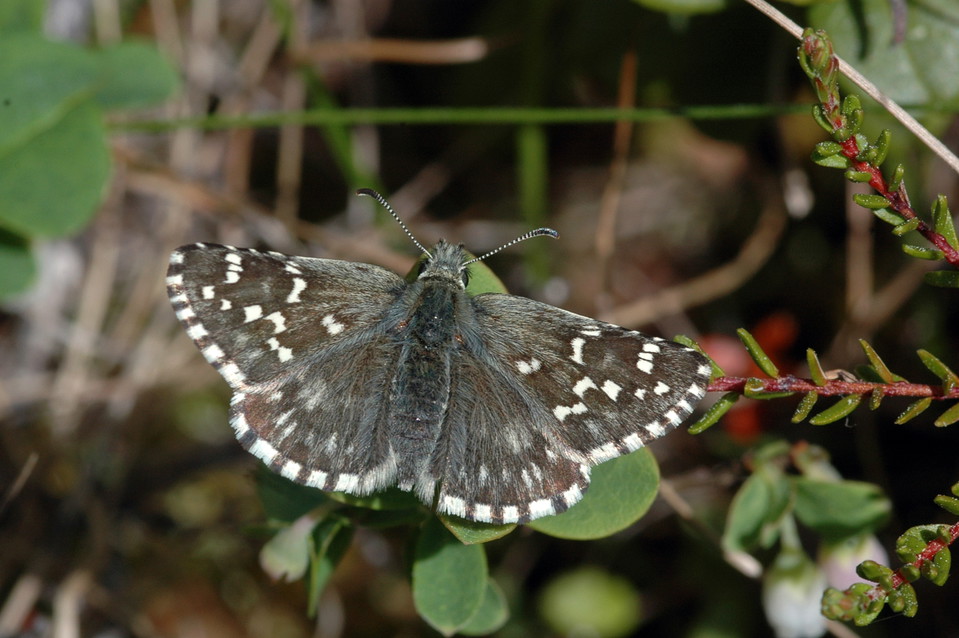 Myrvisslare.