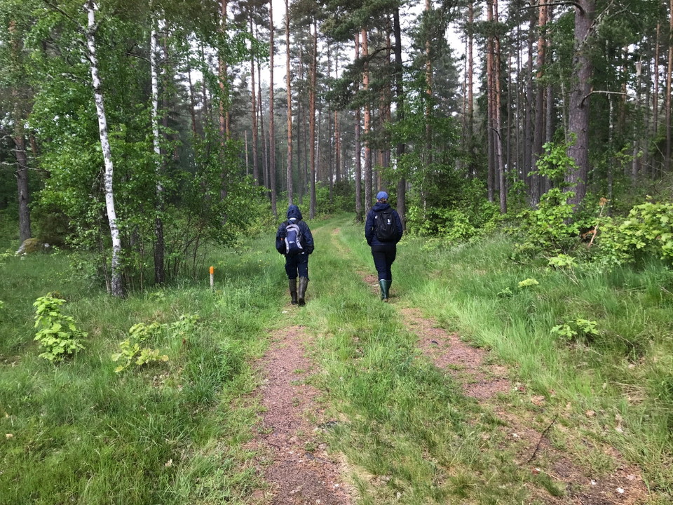 Två personer går längs traktorväg genom lövskogen.