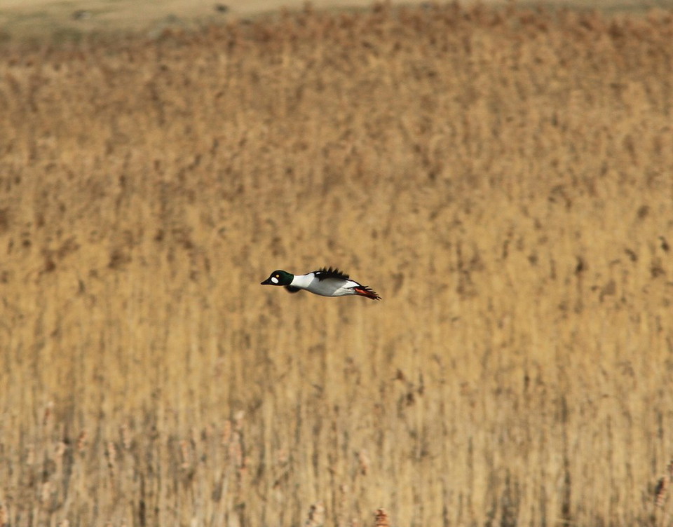 En knipa flyger över vassen i Fysingen.