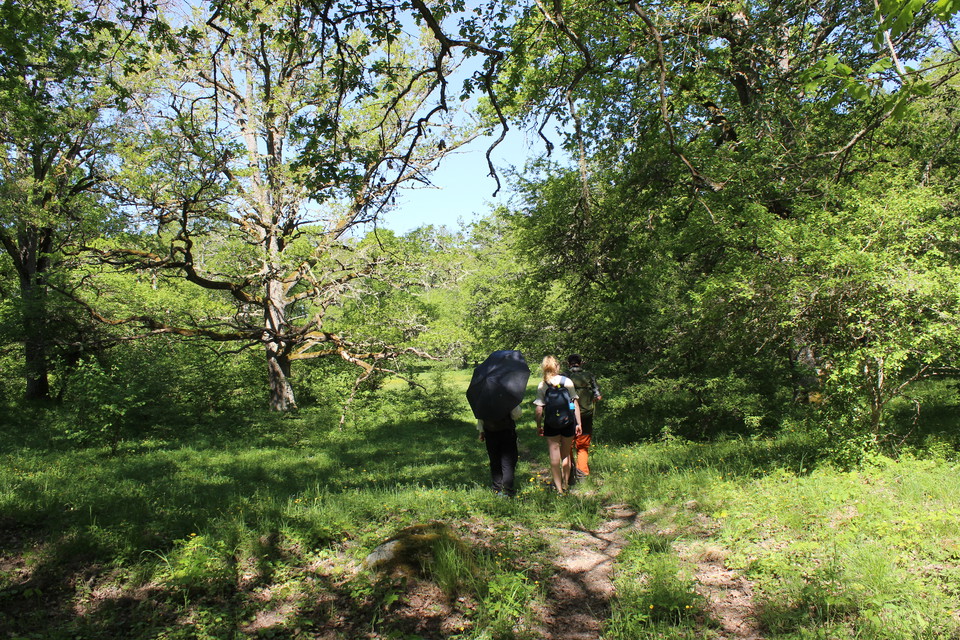 Tre personer går bortåt i bild i skogen mot en glänta, stigen är omgiven av lövträd.