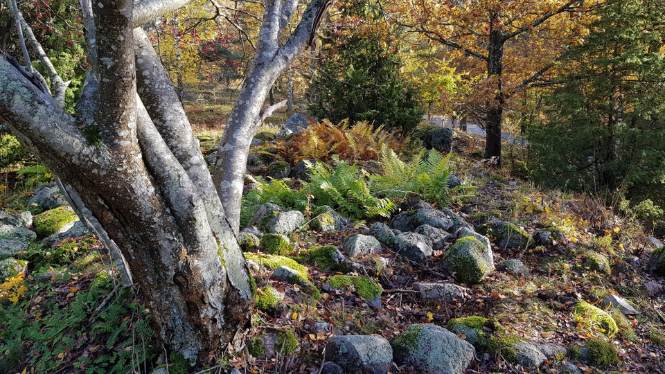 Sticklinge gravfält. Foto Lidingö stad