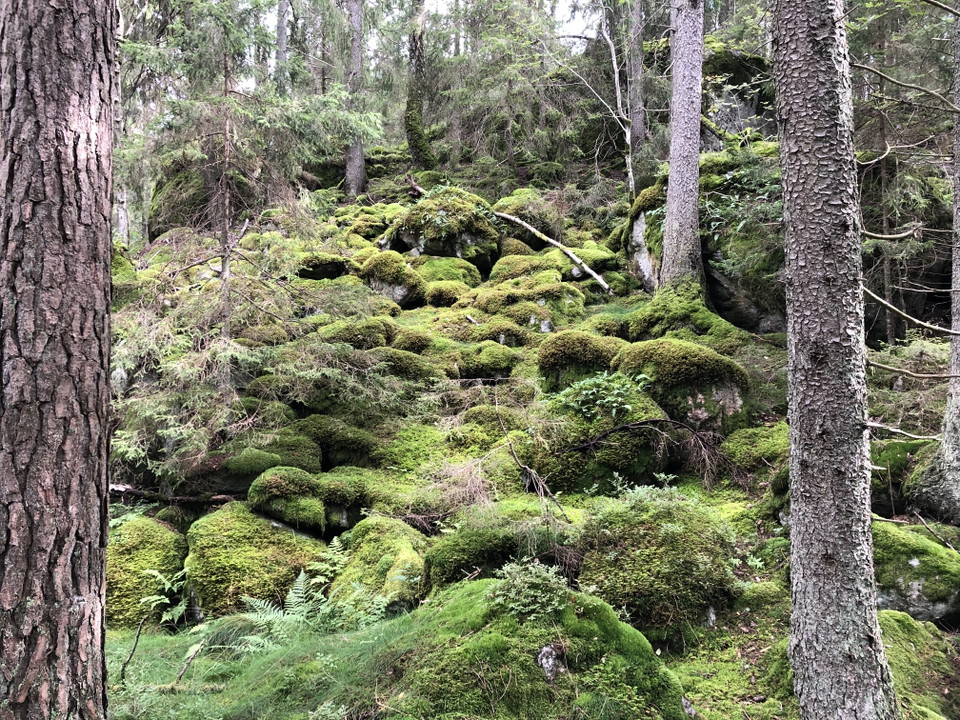 Stora Uringes naturreservat.