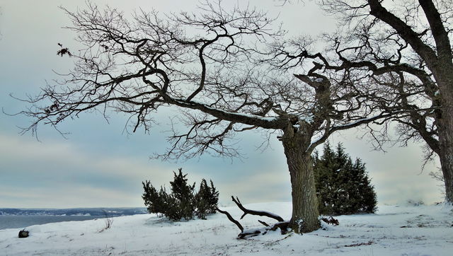 Djuröns naturreservat